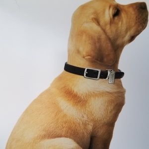 Coach Dog Collar